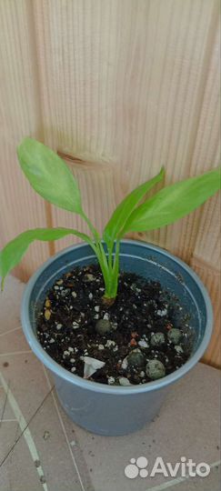 Спатифиллум. Кненанта любберса.Эпипремнум.Калатея