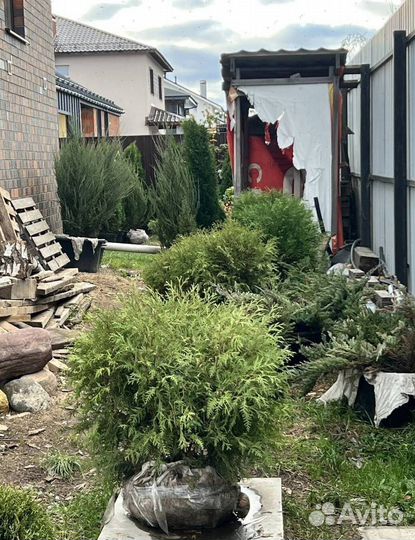 Можжевельник колоновидный Блю Эрроу