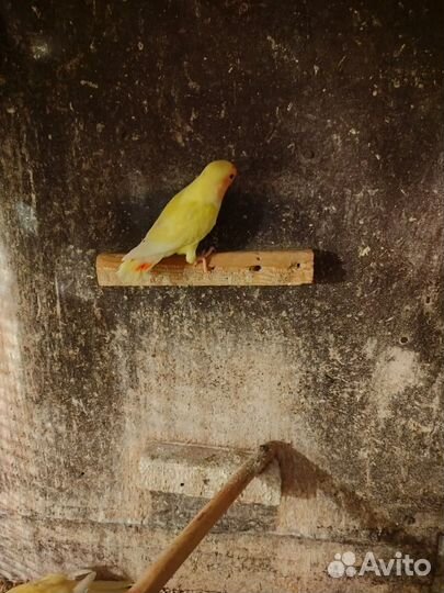 Попугаи разных пород