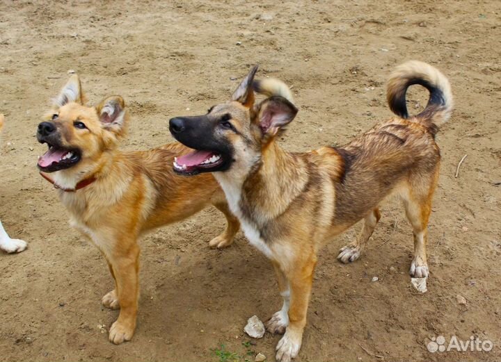 Метис лайки