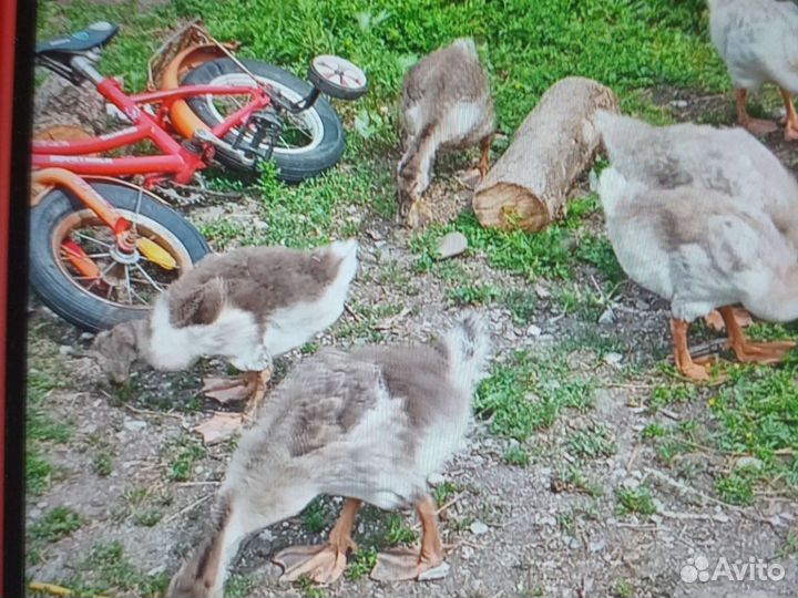 Гусята суточные