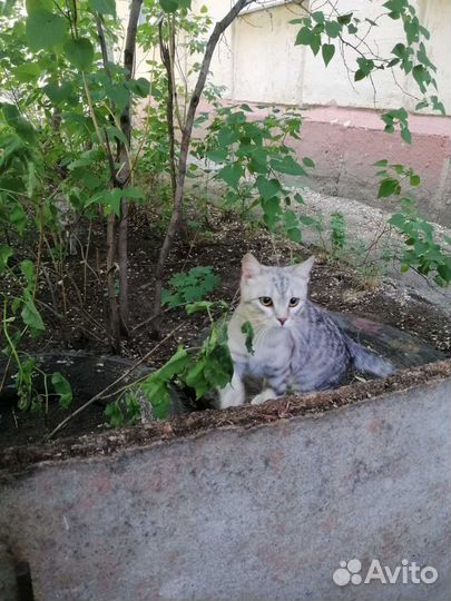 Котик Марсик