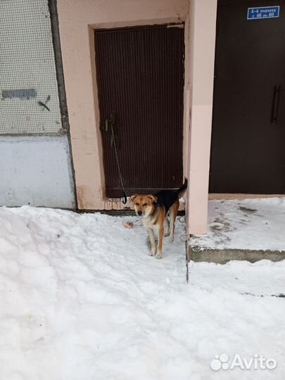 Собака в добрые руки
