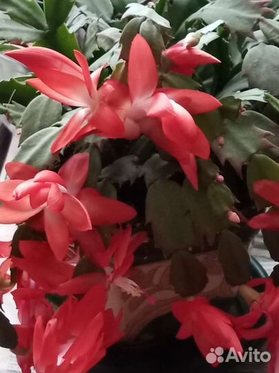 Комнатные цветы