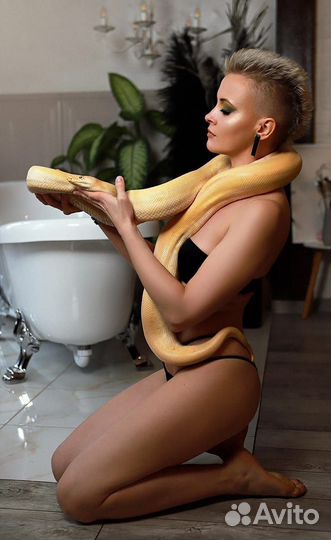 Змея для фотосессии или фото зоны, танец с Питоном