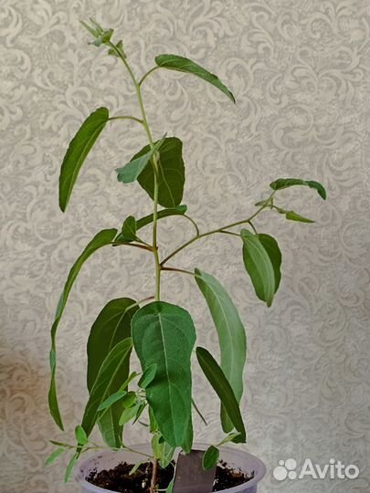 Эвкалипт Флагман