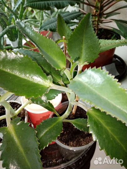 Пальма, Каланхоэ, Полынь, цветы липы, мята