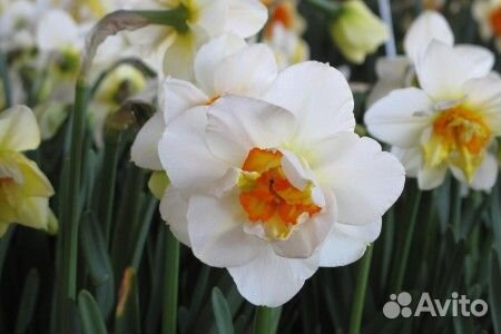 Нарцисс Флауэр Дрифт 5 шт