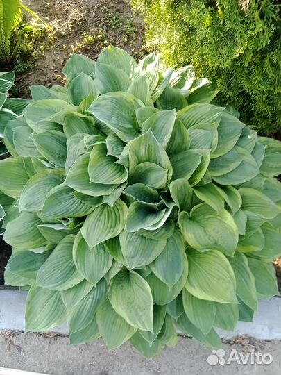 Растения цветы для сада