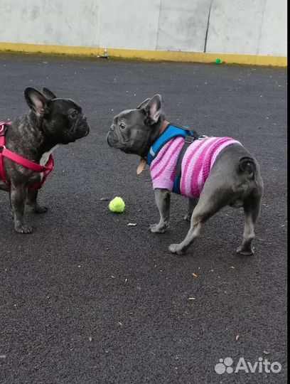 Французский бульдог голубой кабель вязка случка