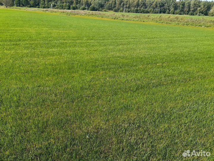 Рулонный газон мятлик