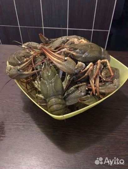 Калмыцкие живые и свежесваренные раки