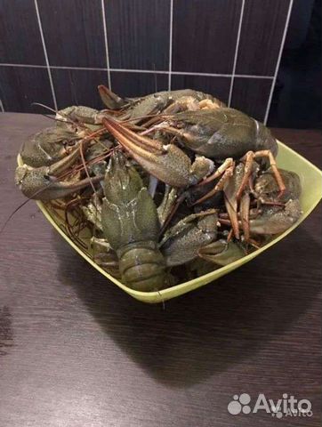 Калмыцкие живые и свежесваренные раки