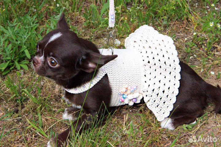 Шоколадная принцесса