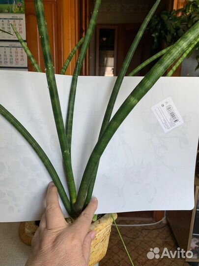 Сансевиерия Цилиндрика