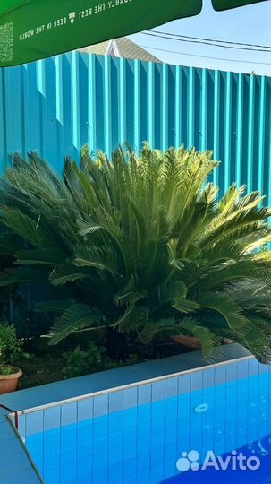 Пальма цикас революта