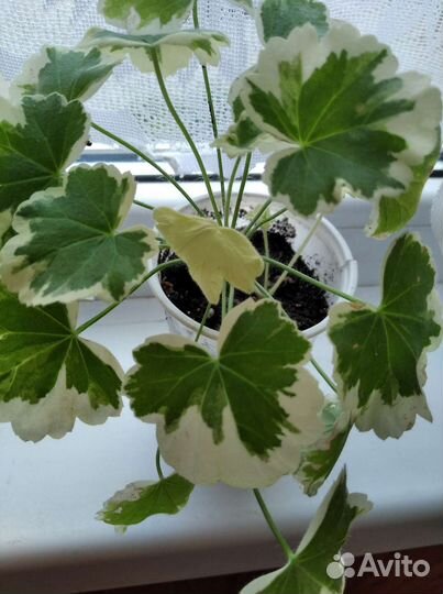 Лавровое дерево,детки антуриума, герань