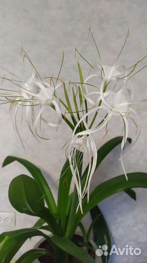 Гименокаллис