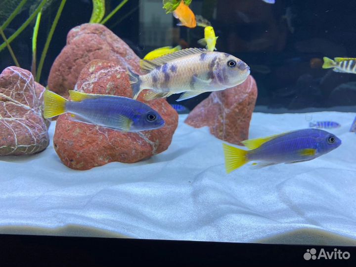 Песок грунт для аквариума