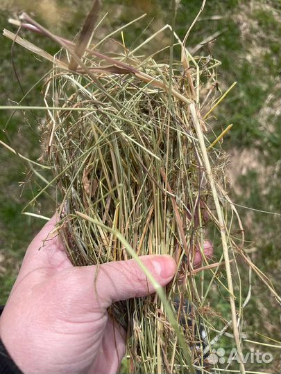 Сено Оптом с доставкой