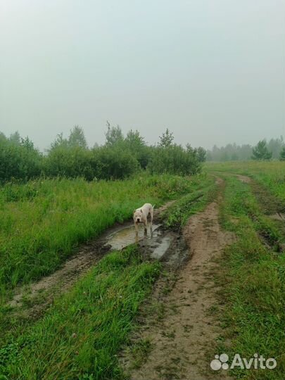 Аргентинский дог