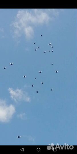 Продажа голубей