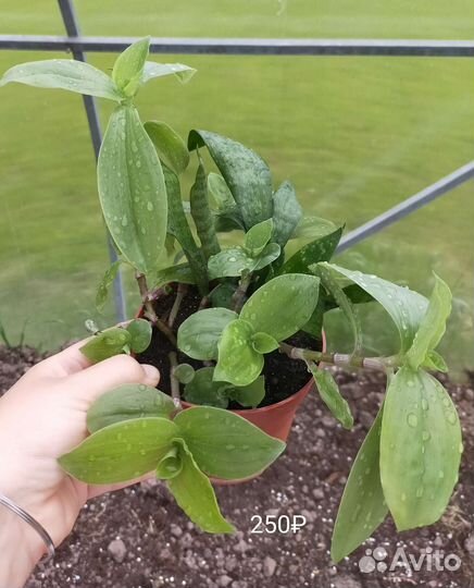 Традесканция, сансевиерия