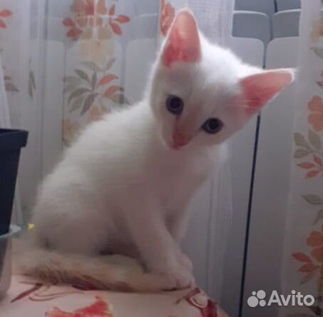 Котёнок белый