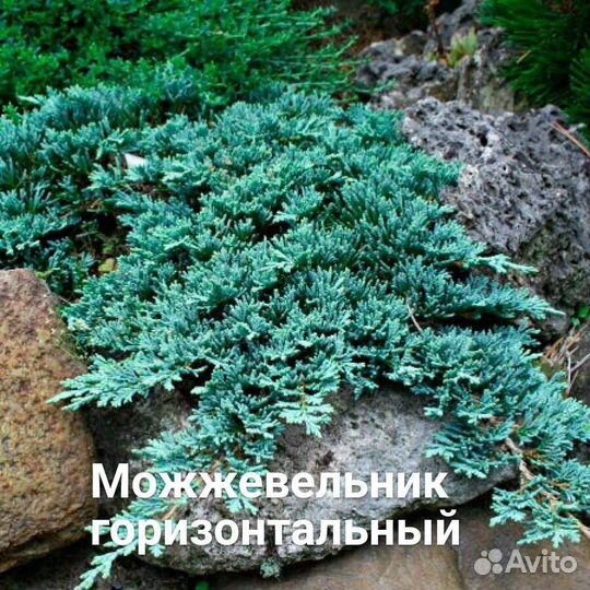 Саженцы декоративных растений