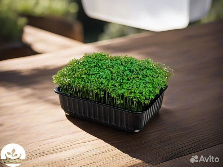 Микрозелень