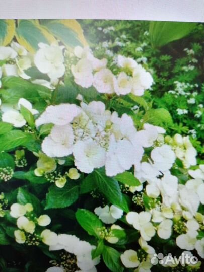 Саженцы гортензий