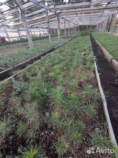 Кедр Сибирский сеянцы с окс хвойные на Доращи