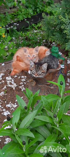 Котята в добрые руки