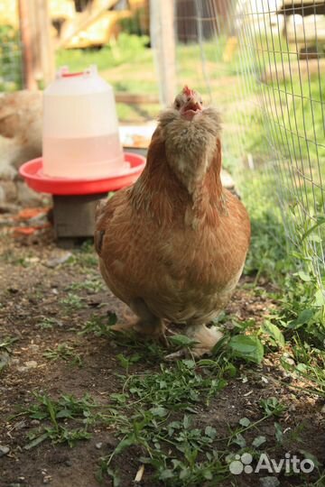 Фавероль инкубационные яйца, цыплята