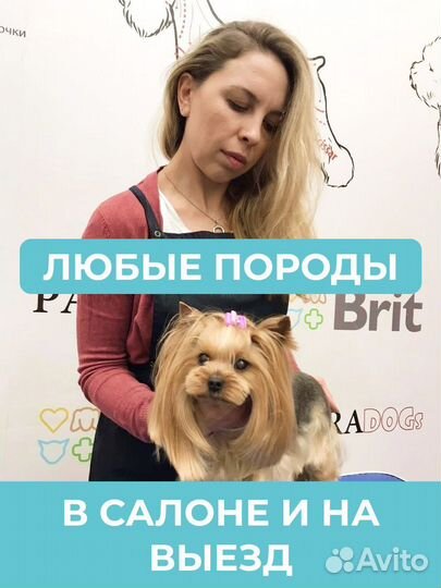 Груминг Стрижка собак Тримминг Екб