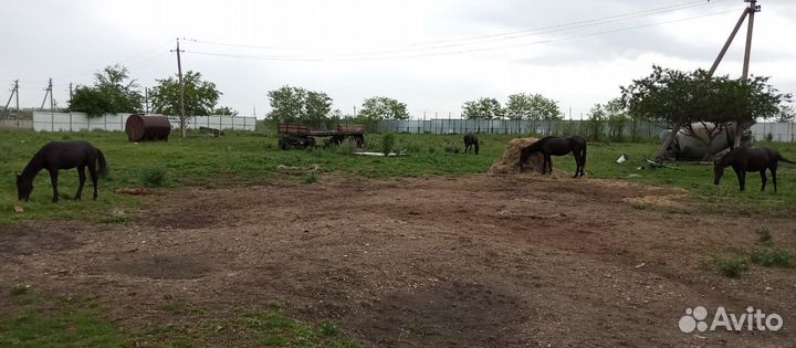 Продаю лошадей Карачаевской породы