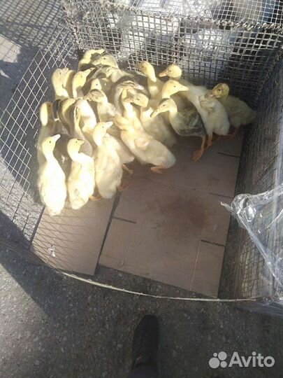 Птице Ферма, в городе Сызрань