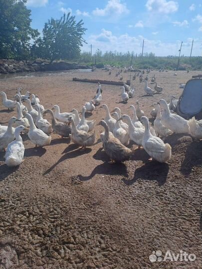 Утка стар 53, ск6 живым весом