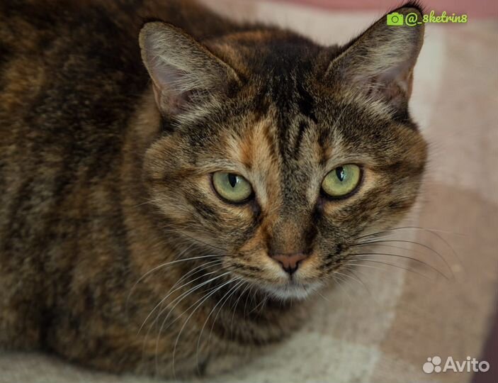 Отдам кошечку Машу