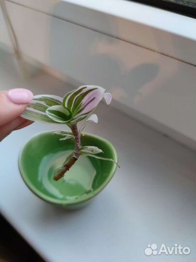 Традесканция