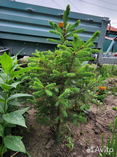Саженцы ели. Ель живая зелёная