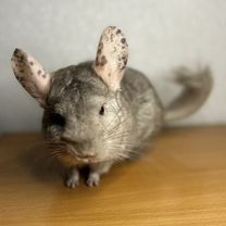 Купить недорого грызунов 🐹 в Барсово: хомяки, мыши, крысы