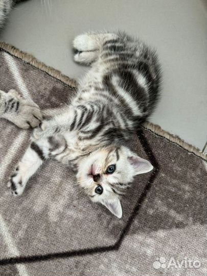 Шотландские котята