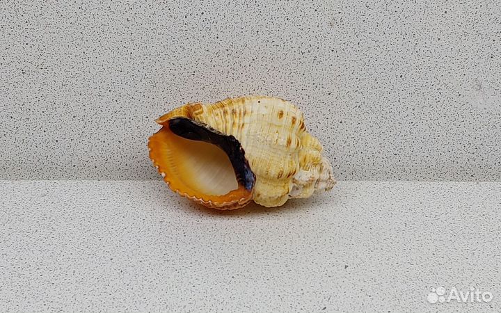 Кантарус черноротый 6,8 морская ракушка раковина