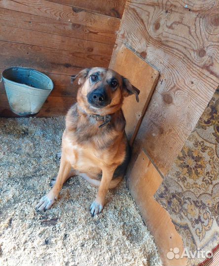 Собака всю жизнь ждет своего человека в приюте