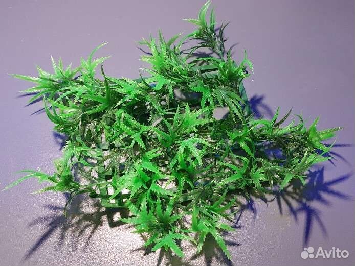 Водоросли для аквариума