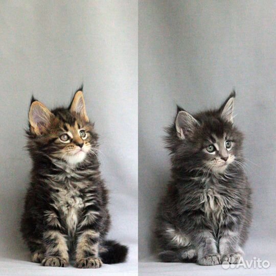 Мейн-кун красивые котята