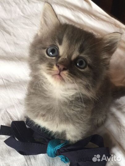 Котик 1 месяц