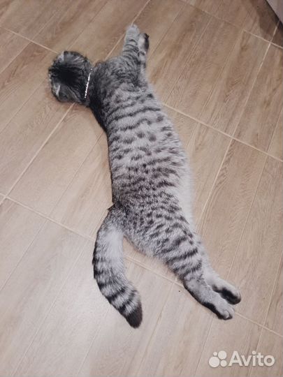 Шотландские вислоухие котята