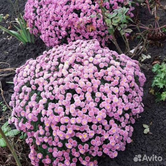 Хризантемы мультифлора